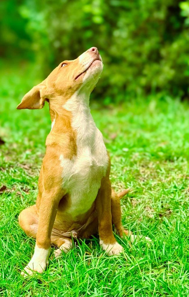 David, a Adoptable mixed breed in Macon, GA image 3/6