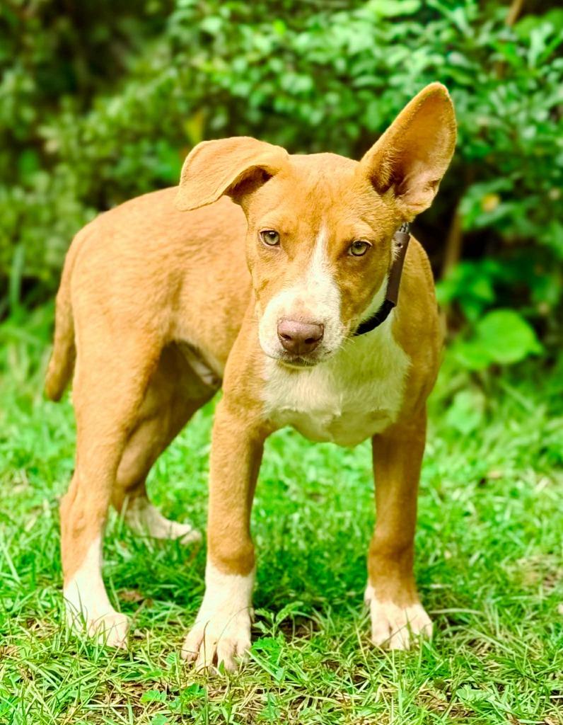 David, a Adoptable mixed breed in Macon, GA image 4/6