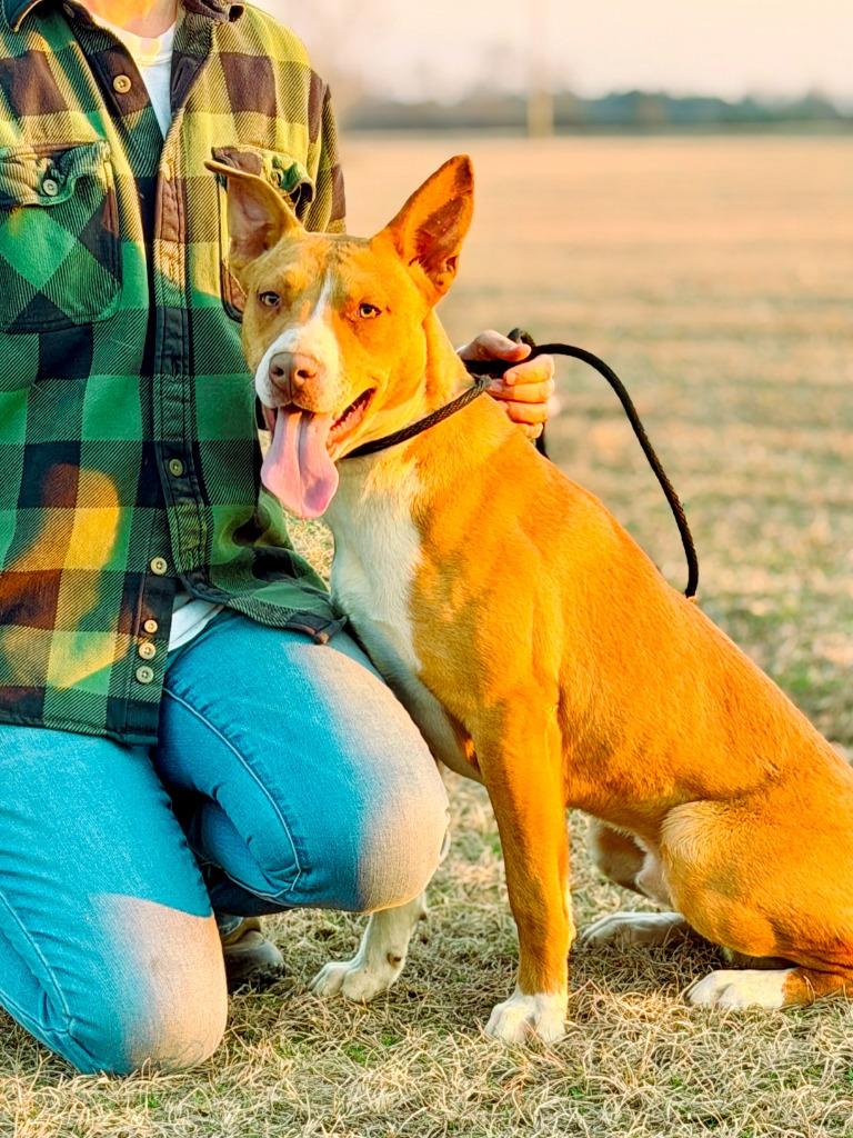 David, a Adoptable mixed breed in Macon, GA image 5/6