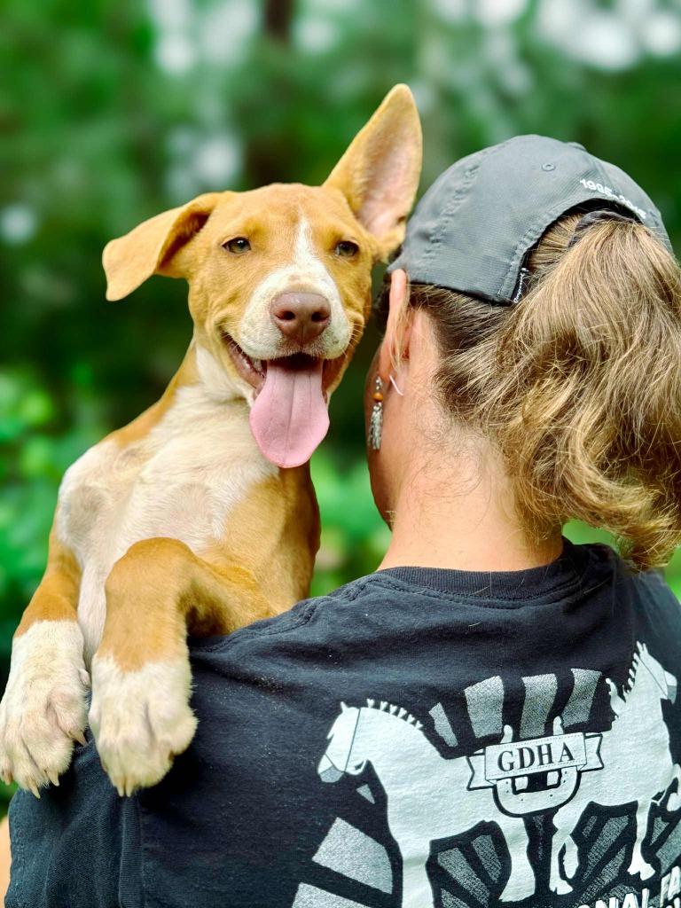 David, a Adoptable mixed breed in Macon, GA image 6/6