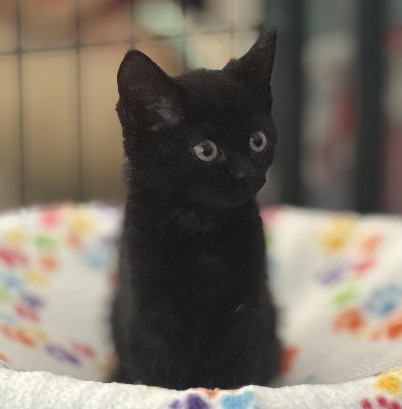 Pebbles, Adoptable, Kitten Female Domestic Short Hair.