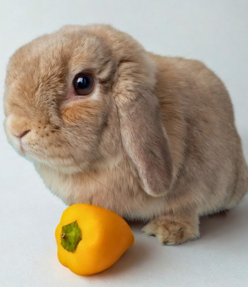 Enlarge Gumdrop aka Gummy , a ADOPTABLE Holland Lop in Sauk Village, IL image 1/2