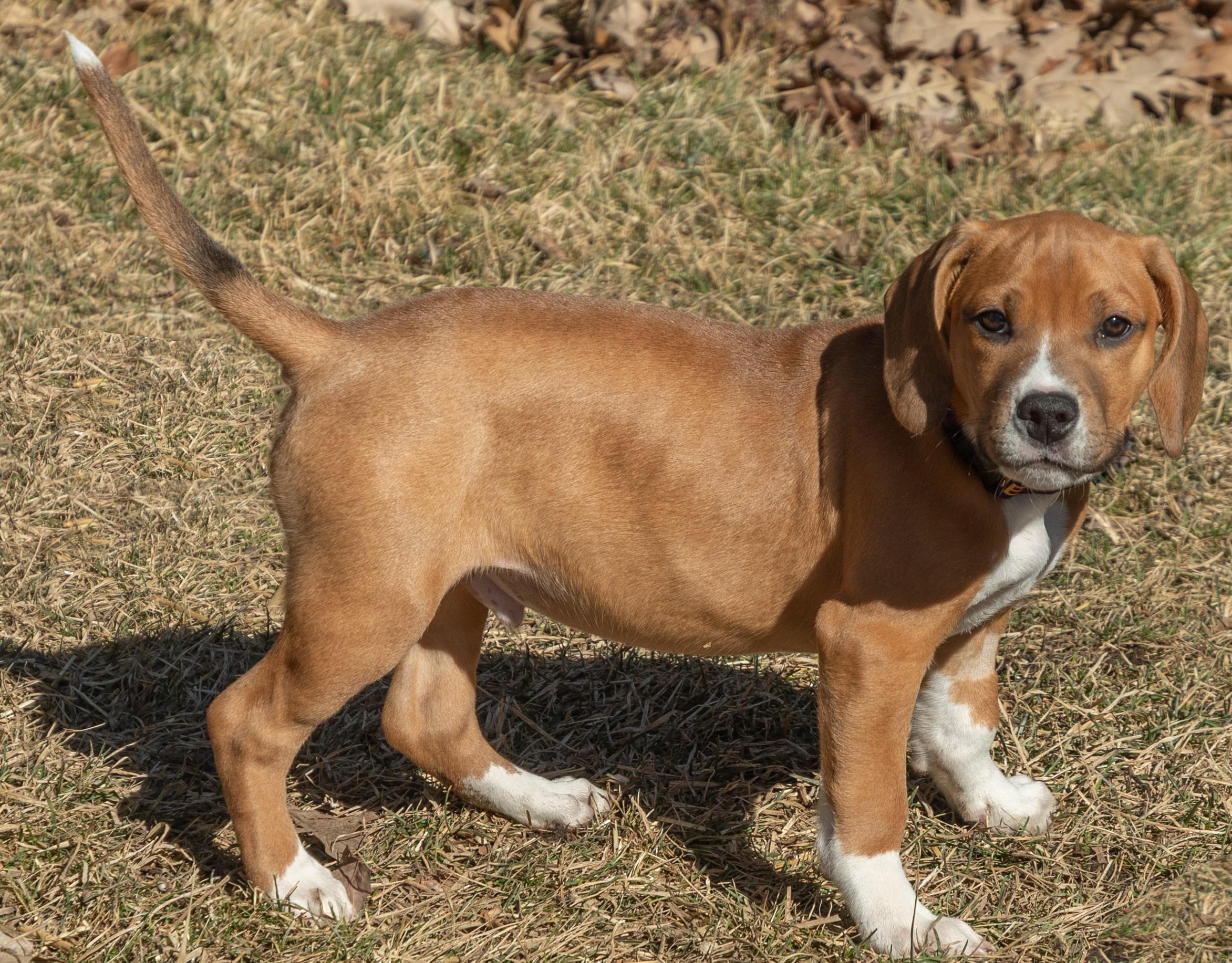 Enlarge Cragen, an adoptable mixed breed in Palatine, IL image 4/5
