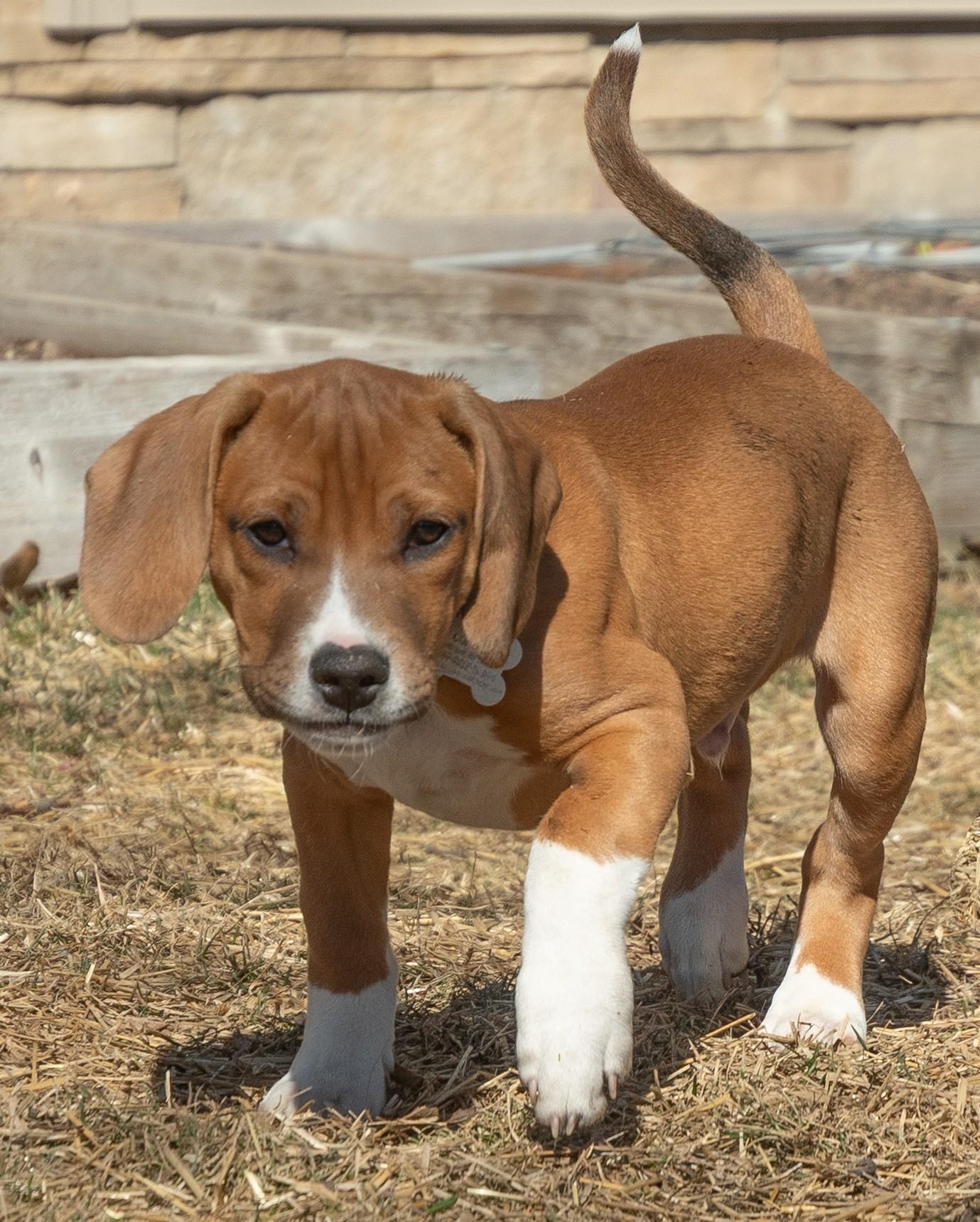 Enlarge Cragen, an adoptable mixed breed in Palatine, IL image 3/5