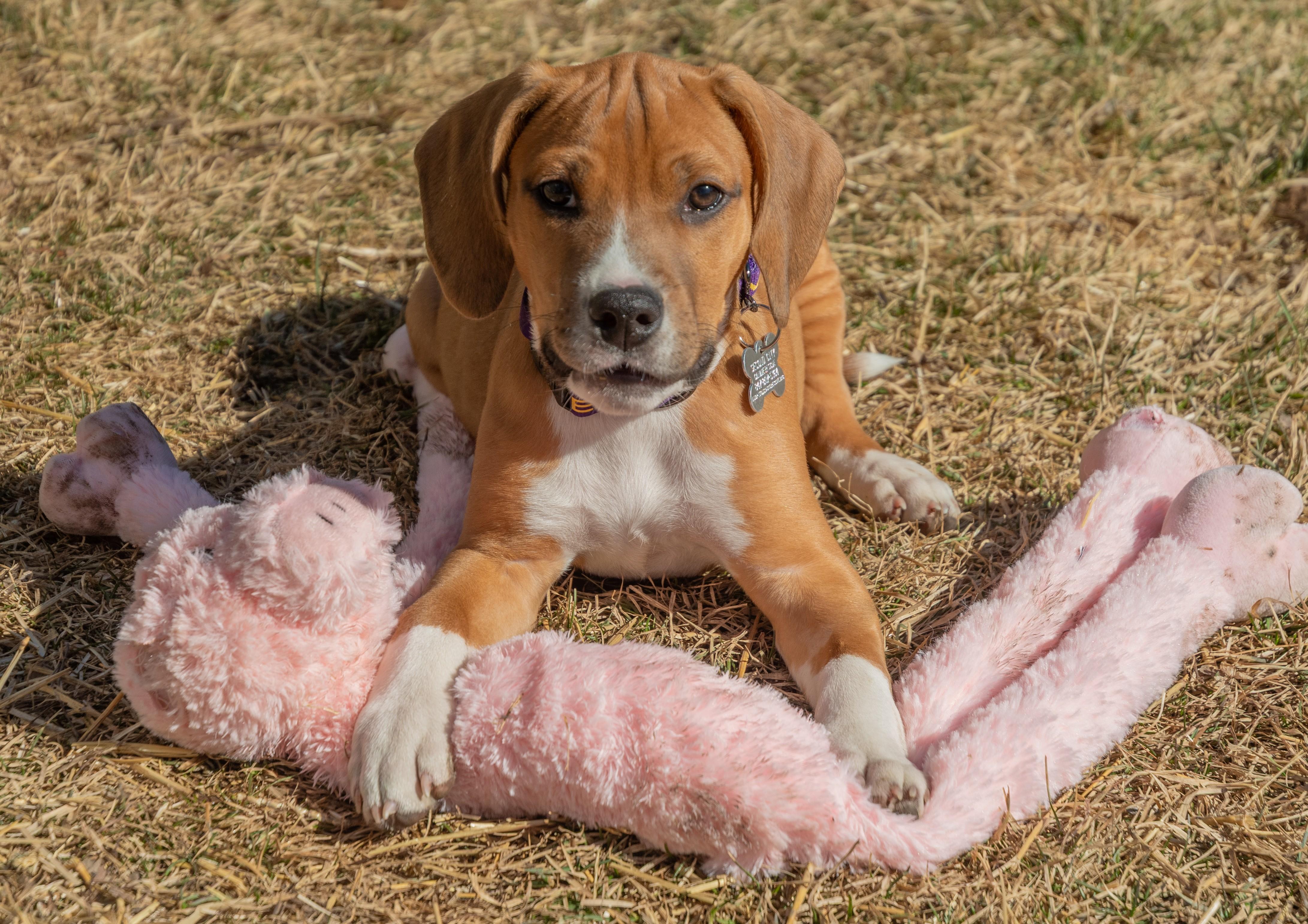 Enlarge Cragen, an adoptable mixed breed in Palatine, IL image 5/5