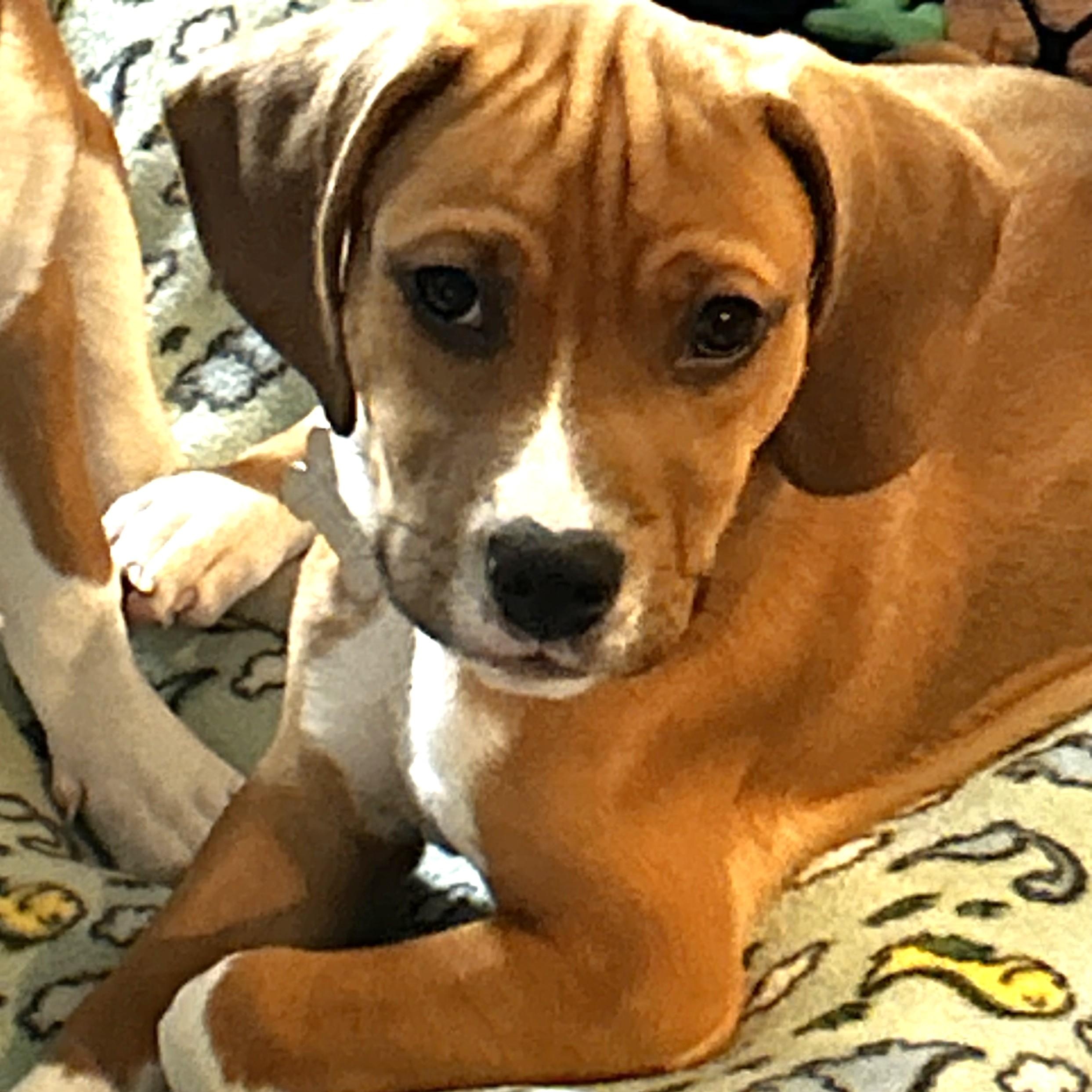 Enlarge Cragen, an adoptable mixed breed in Palatine, IL image 2/5