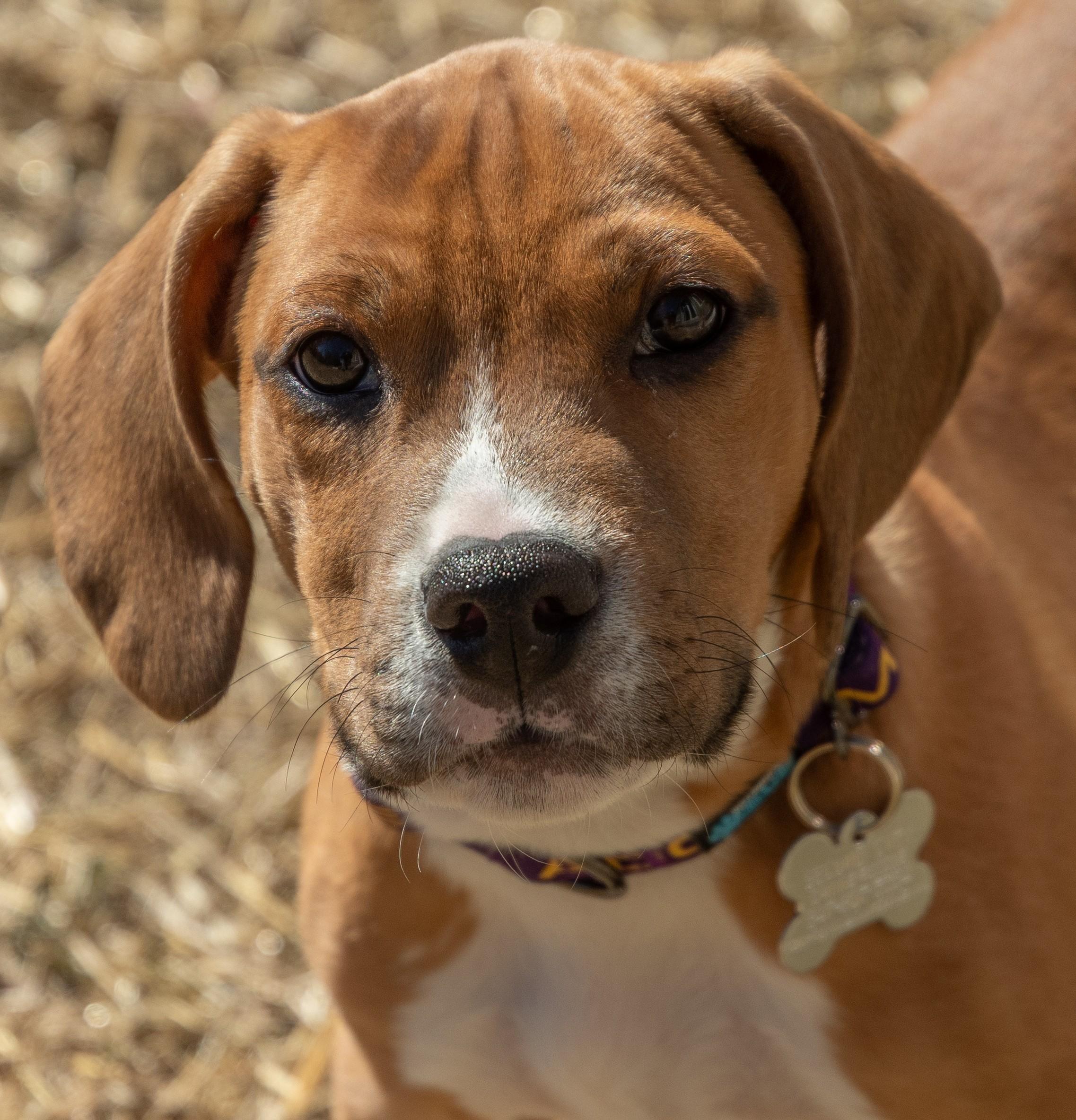 Cragen, adoptable, Puppy Male Hound & Mixed Breed.