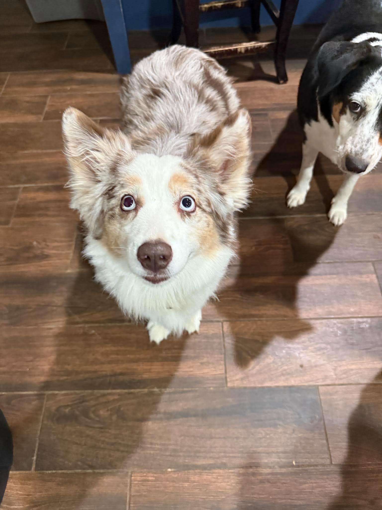 Enlarge Sailor, a Adoptable Australian Shepherd in Allentown, PA image 5/5