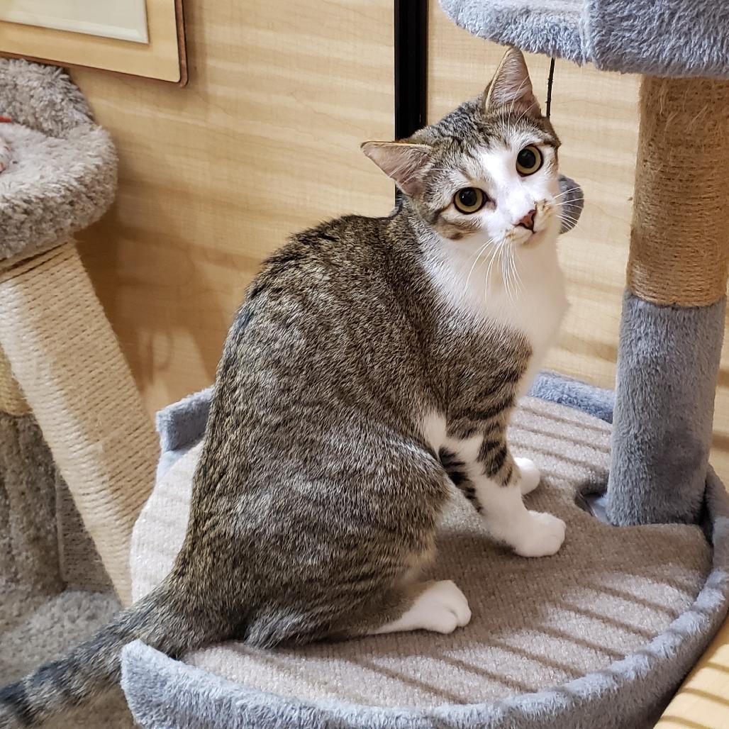 Mikey 2, Adoptable, Young Male Domestic Short Hair.