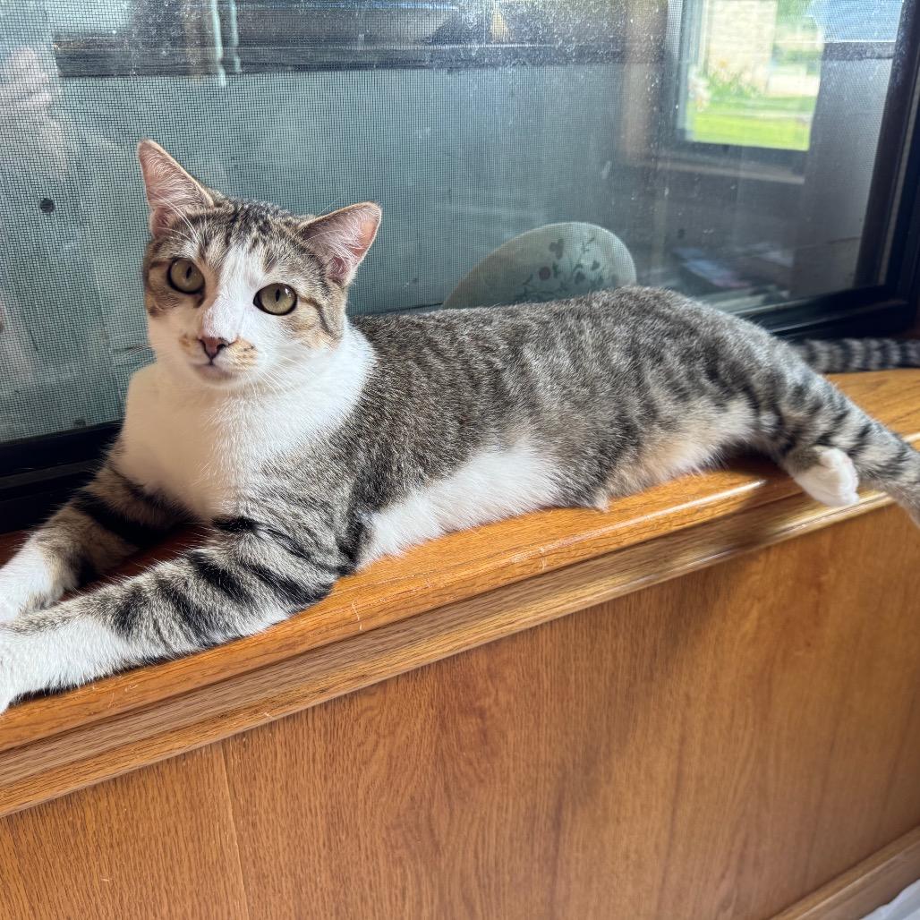 Mikey 2, a Adoptable Domestic Short Hair in Bulverde, TX image 2/4