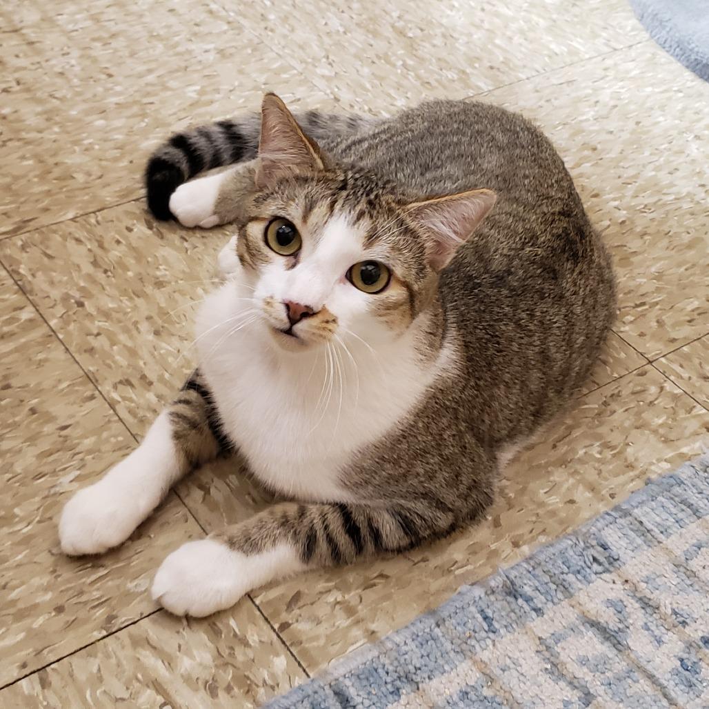 Mikey 2, a Adoptable Domestic Short Hair in Bulverde, TX image 3/4