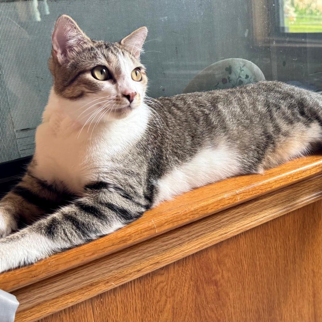 Mikey 2, a Adoptable Domestic Short Hair in Bulverde, TX image 4/4