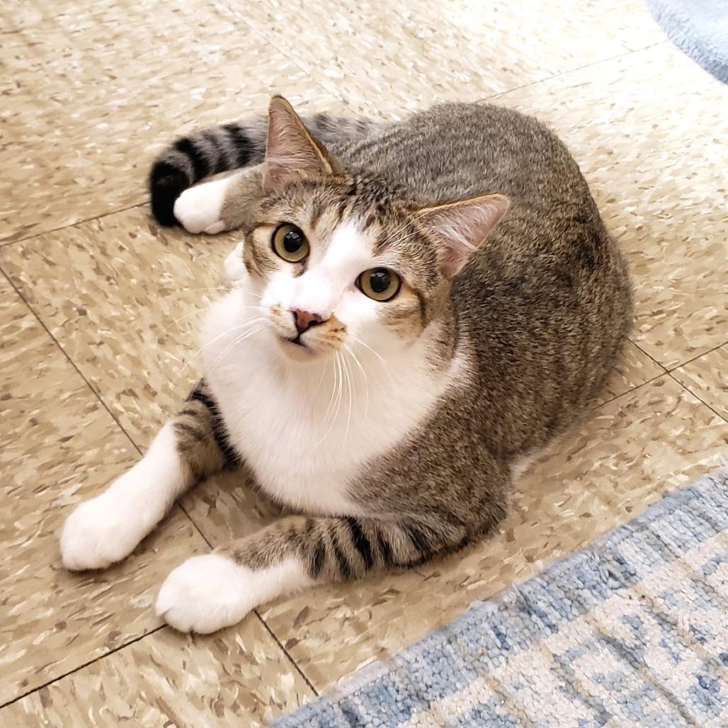 Mikey 2, a Adoptable Domestic Short Hair in Bulverde, TX image 5/5