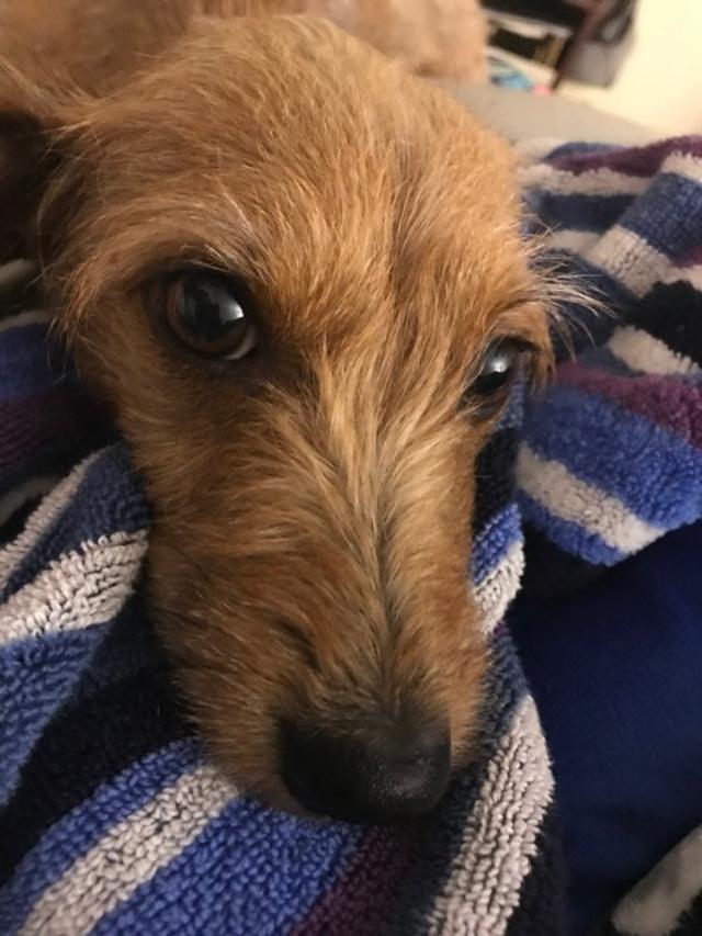 Dee Dee, Adopted, Adult Female Dachshund.