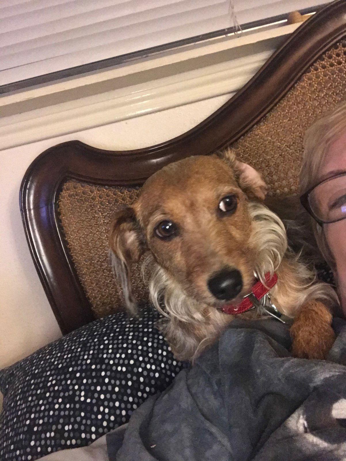 Enlarge Dee Dee, a Adopted Dachshund in Pearland, TX image 2/3