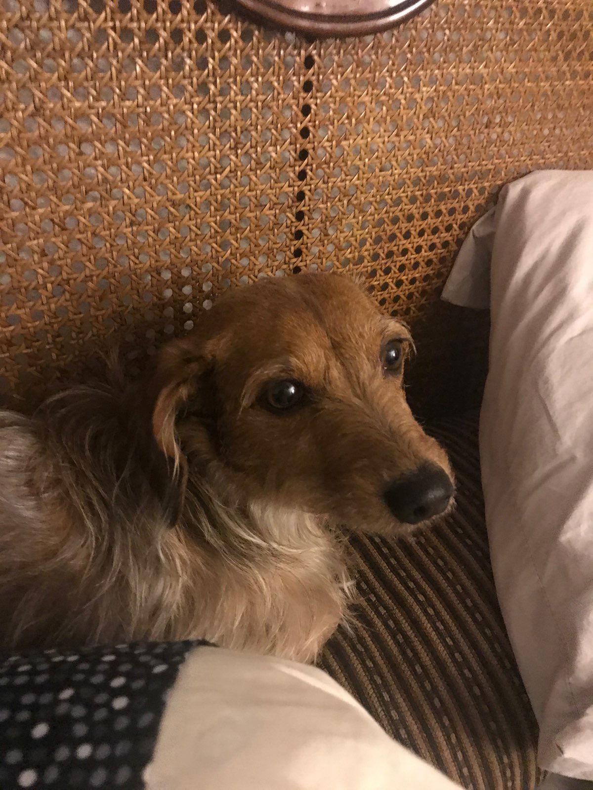 Enlarge Dee Dee, a Adopted Dachshund in Pearland, TX image 3/3