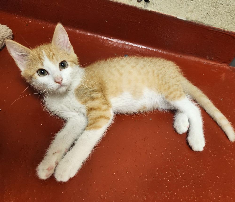 Enlarge Sunny D, a Adoptable Domestic Short Hair in Mason City, IA image 2/3