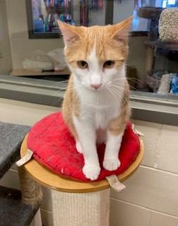 Sunny D, Adoptable, Young Male Domestic Short Hair.