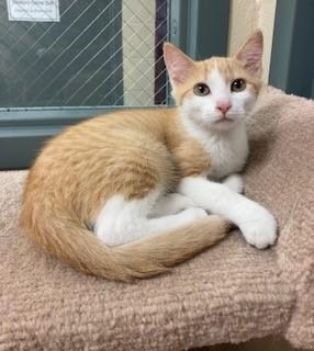 Enlarge Sunny D, a Adoptable Domestic Short Hair in Mason City, IA image 3/3