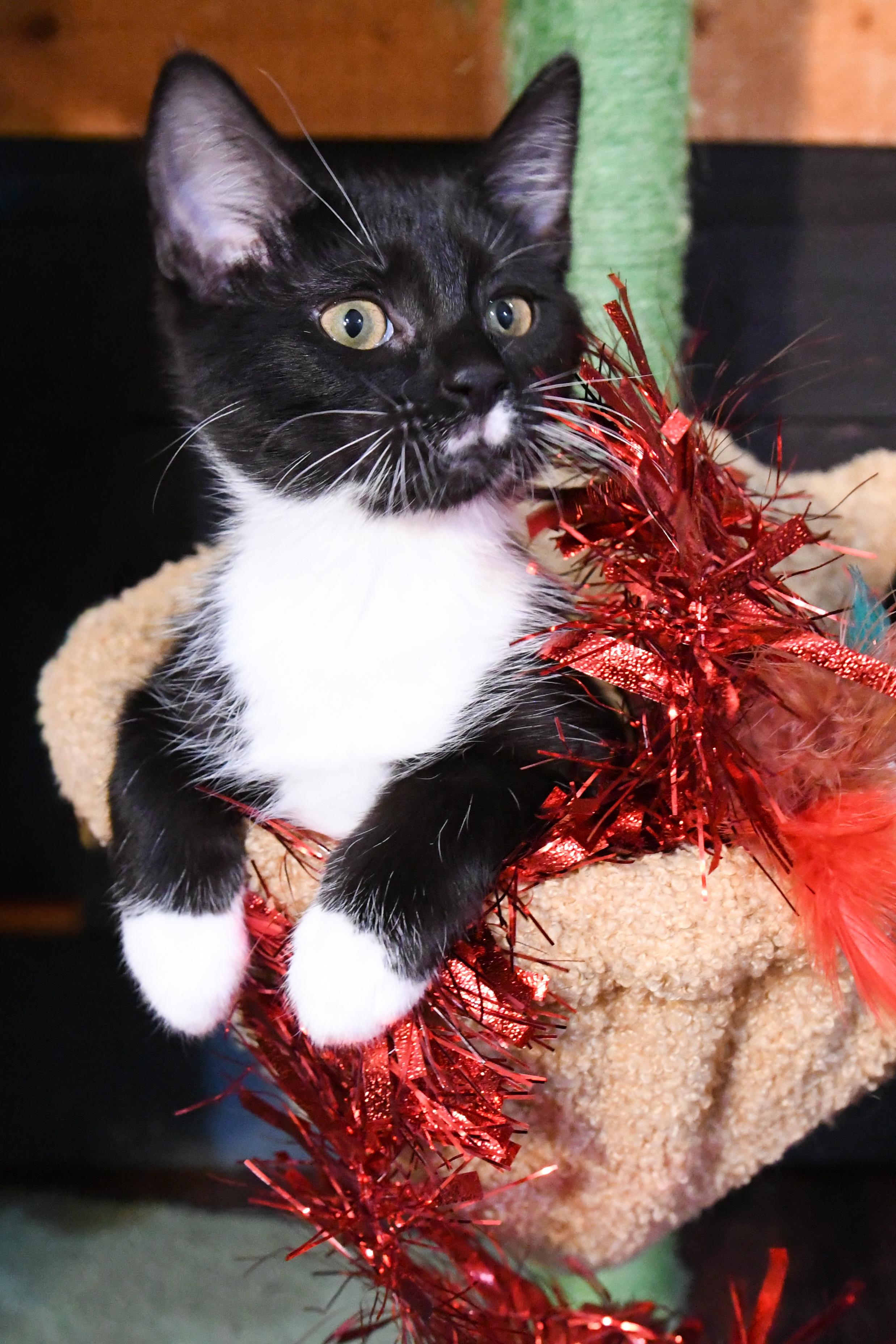 Enlarge Rogue (bonded with Storm), a ADOPTABLE Domestic Short Hair in Port Washington, WI image 1/6