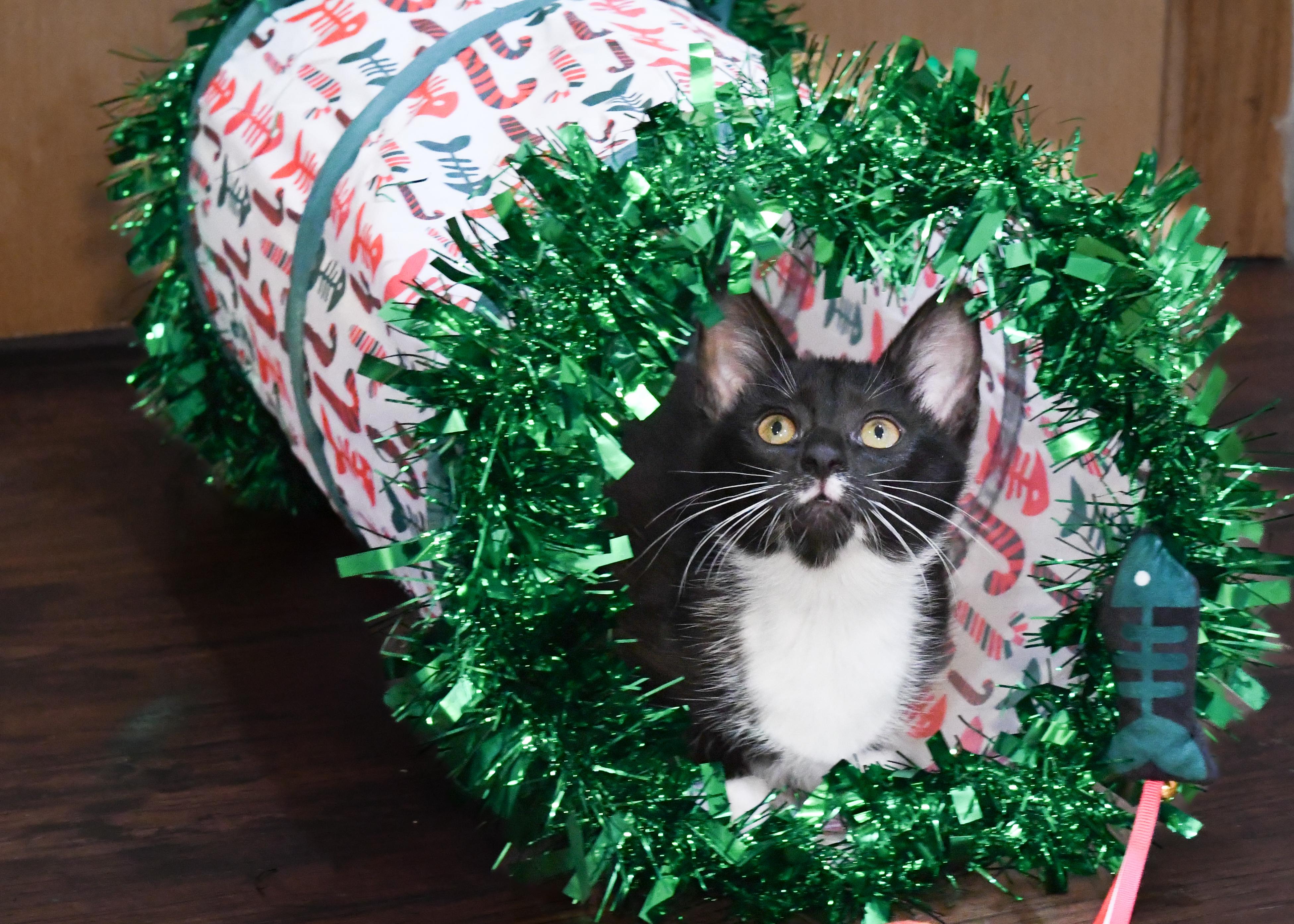 Enlarge Rogue (bonded with Storm), a ADOPTABLE Domestic Short Hair in Port Washington, WI image 4/6