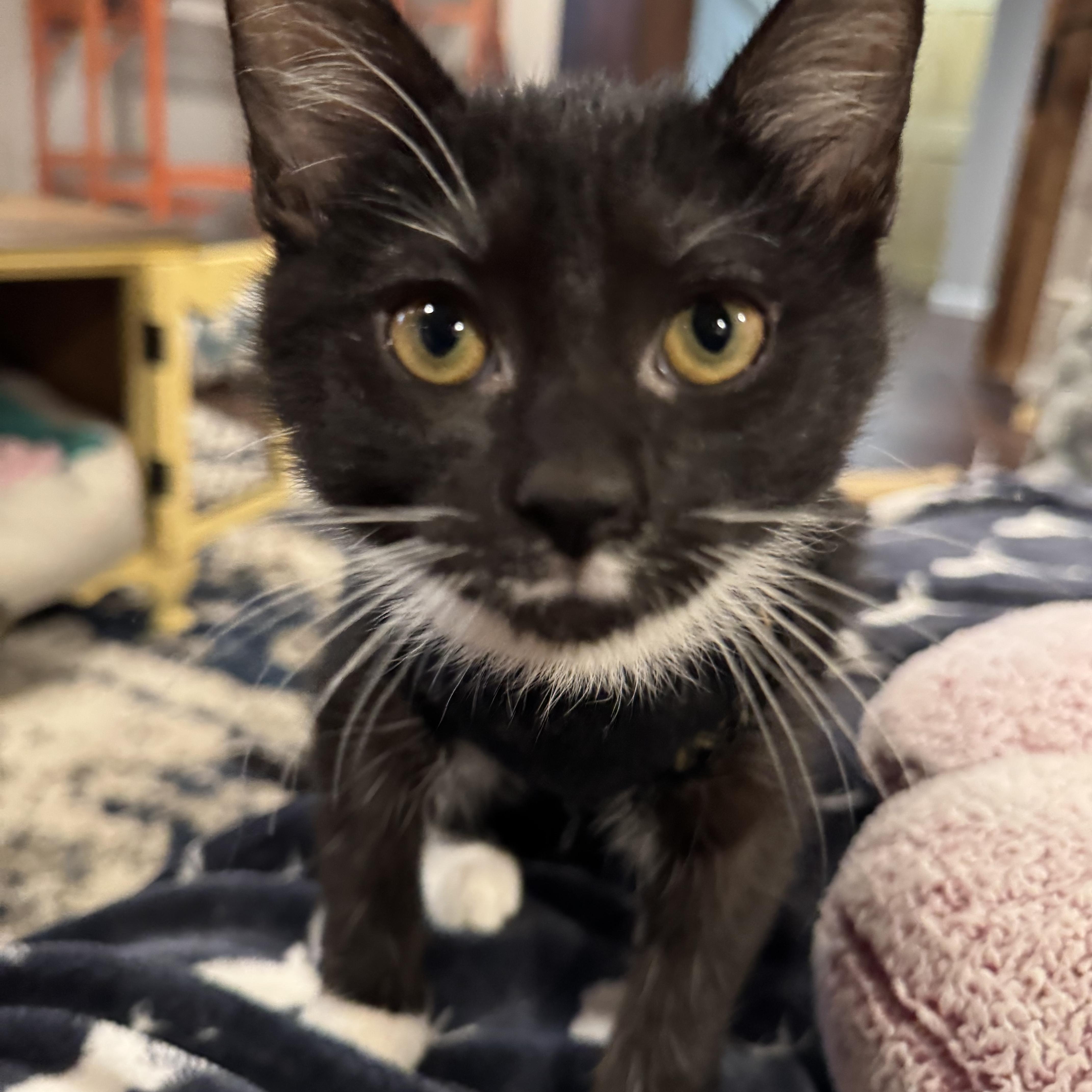 Rogue (bonded with Storm), ADOPTABLE, Kitten Female Domestic Short Hair.