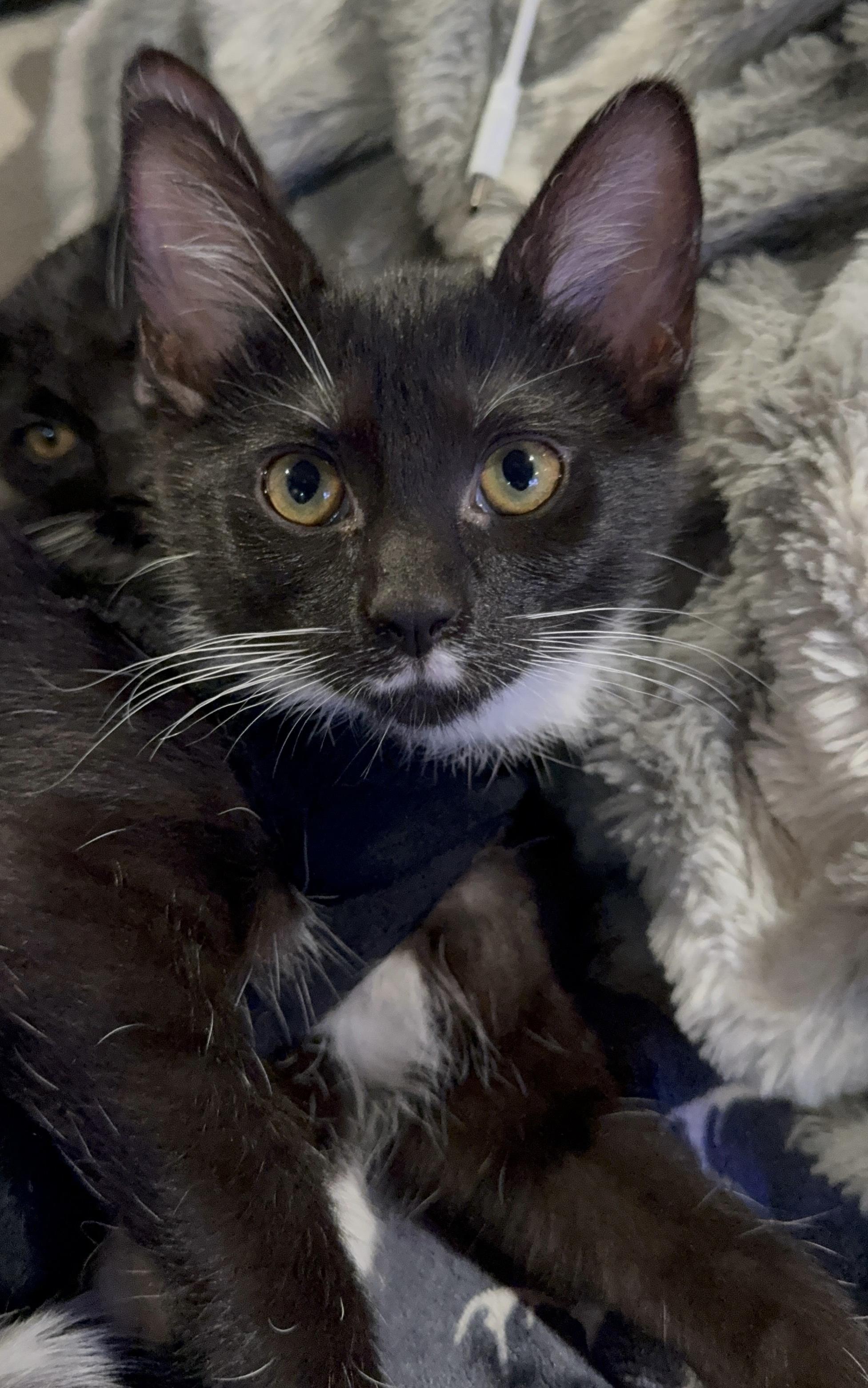 Enlarge Rogue (bonded with Storm), a ADOPTABLE Domestic Short Hair in Port Washington, WI image 2/3