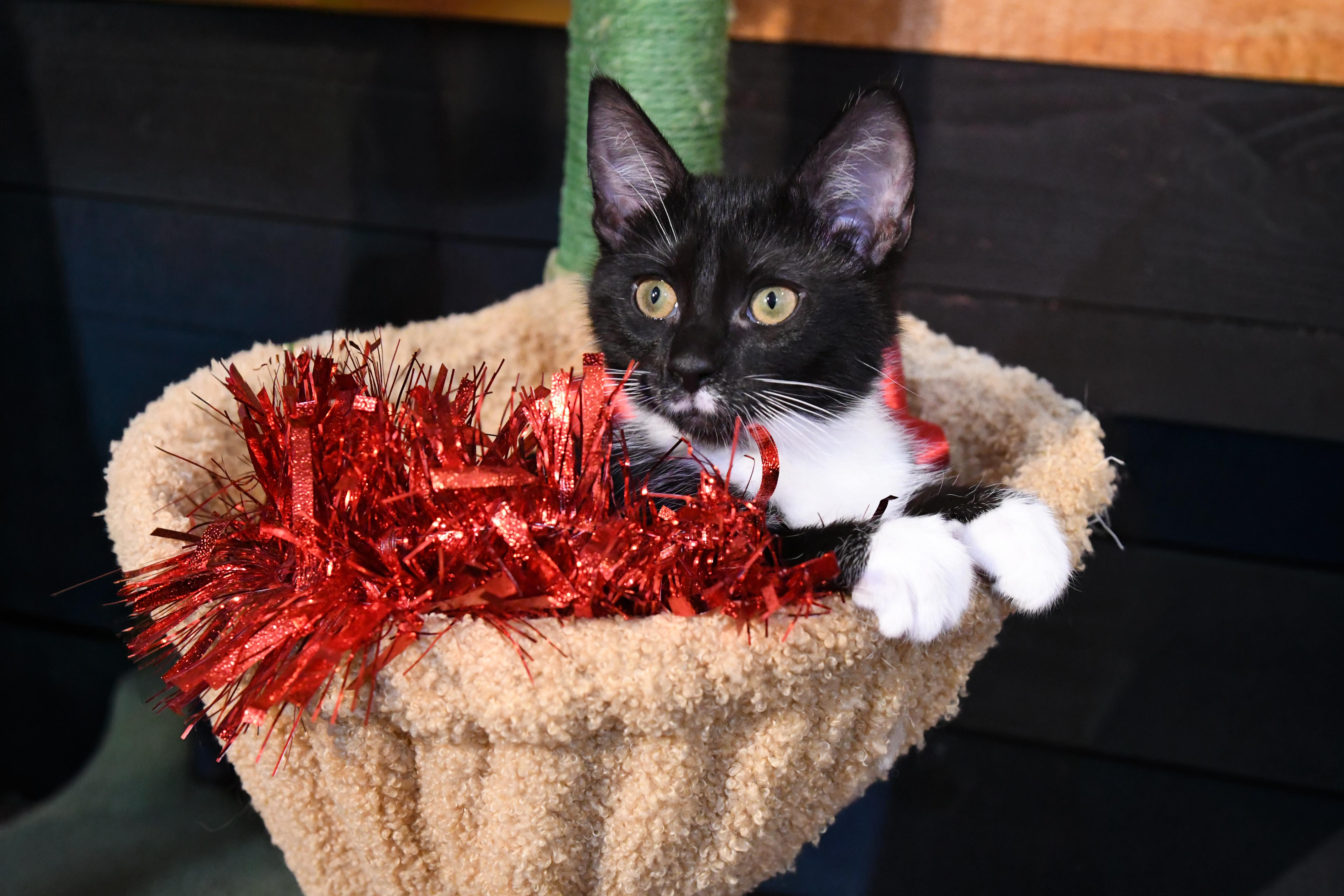 Enlarge Rogue (bonded with Storm), a ADOPTABLE Domestic Short Hair in Port Washington, WI image 2/6