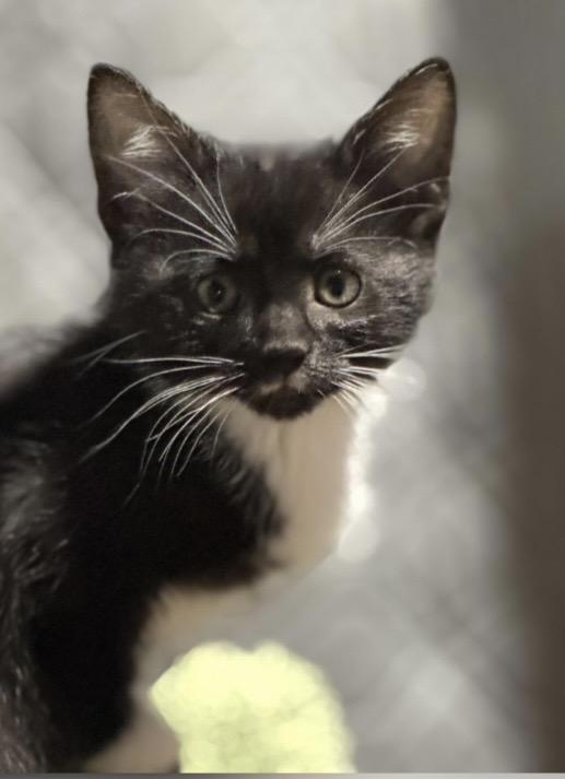 Enlarge Rogue (bonded with Storm), a ADOPTABLE Domestic Short Hair in Port Washington, WI image 3/3