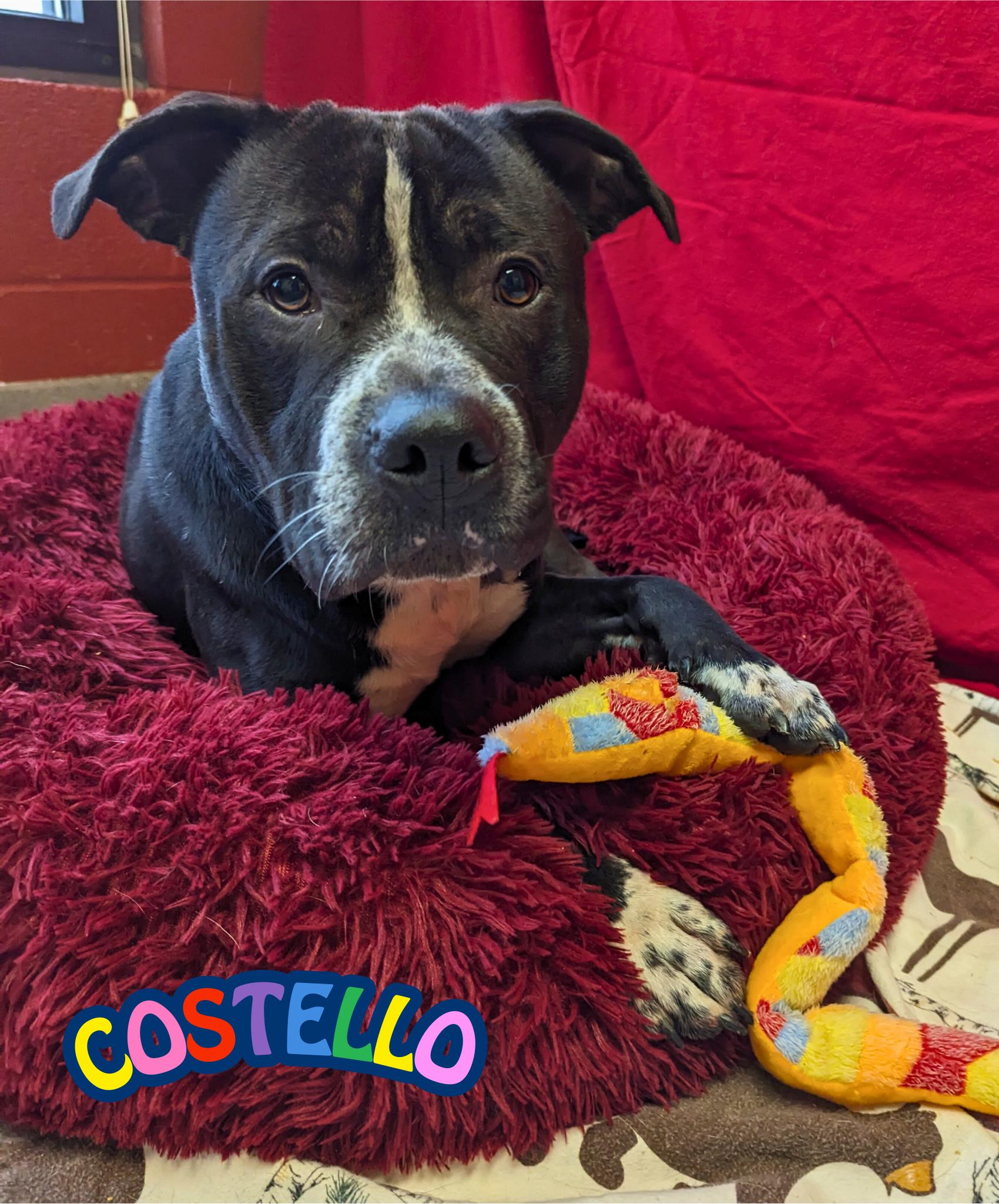 Enlarge Costello , a Adoptable American Staffordshire Terrier in Valparaiso, IN image 3/5