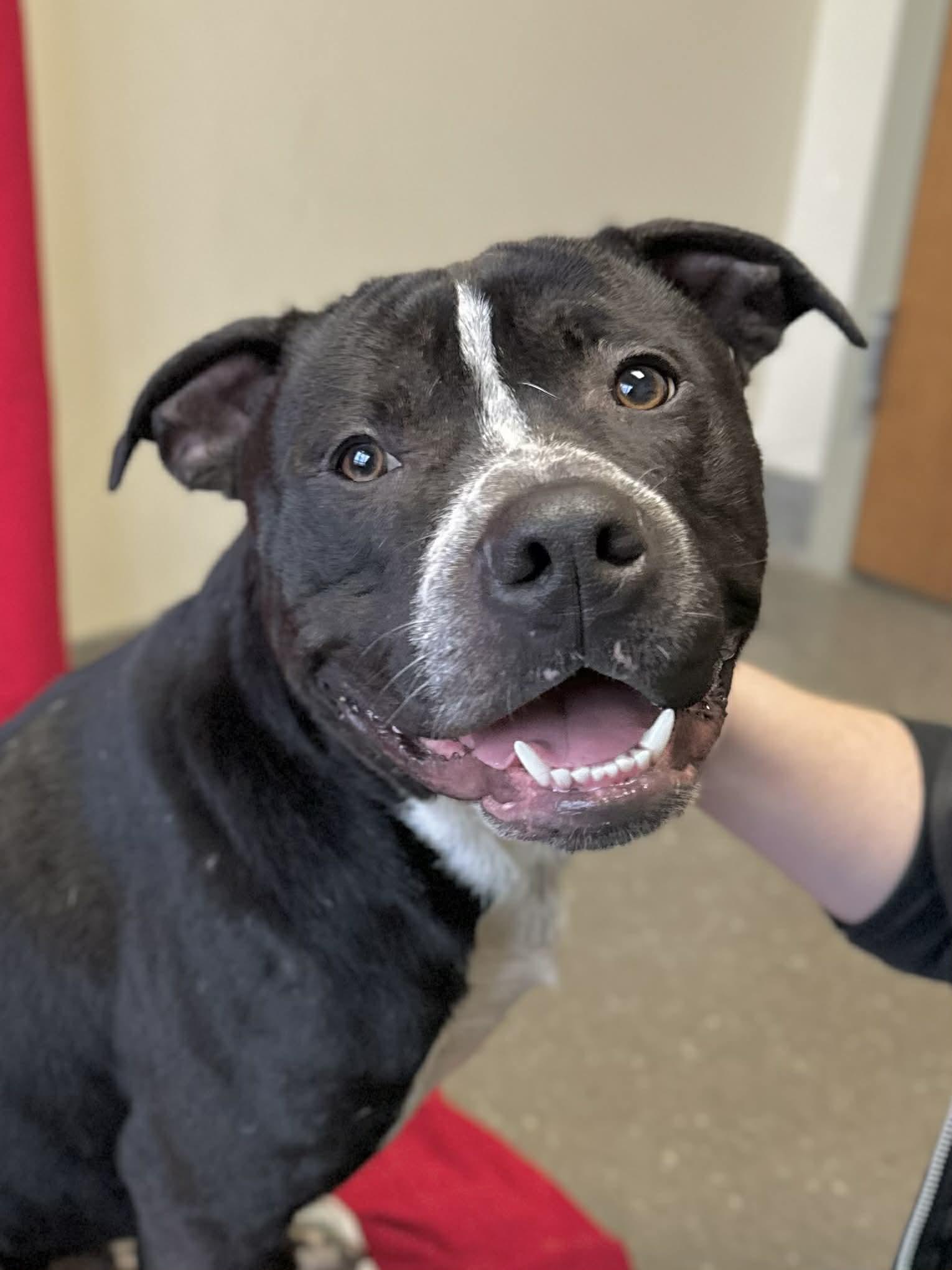 Enlarge Costello , a Adoptable American Staffordshire Terrier in Valparaiso, IN image 5/5