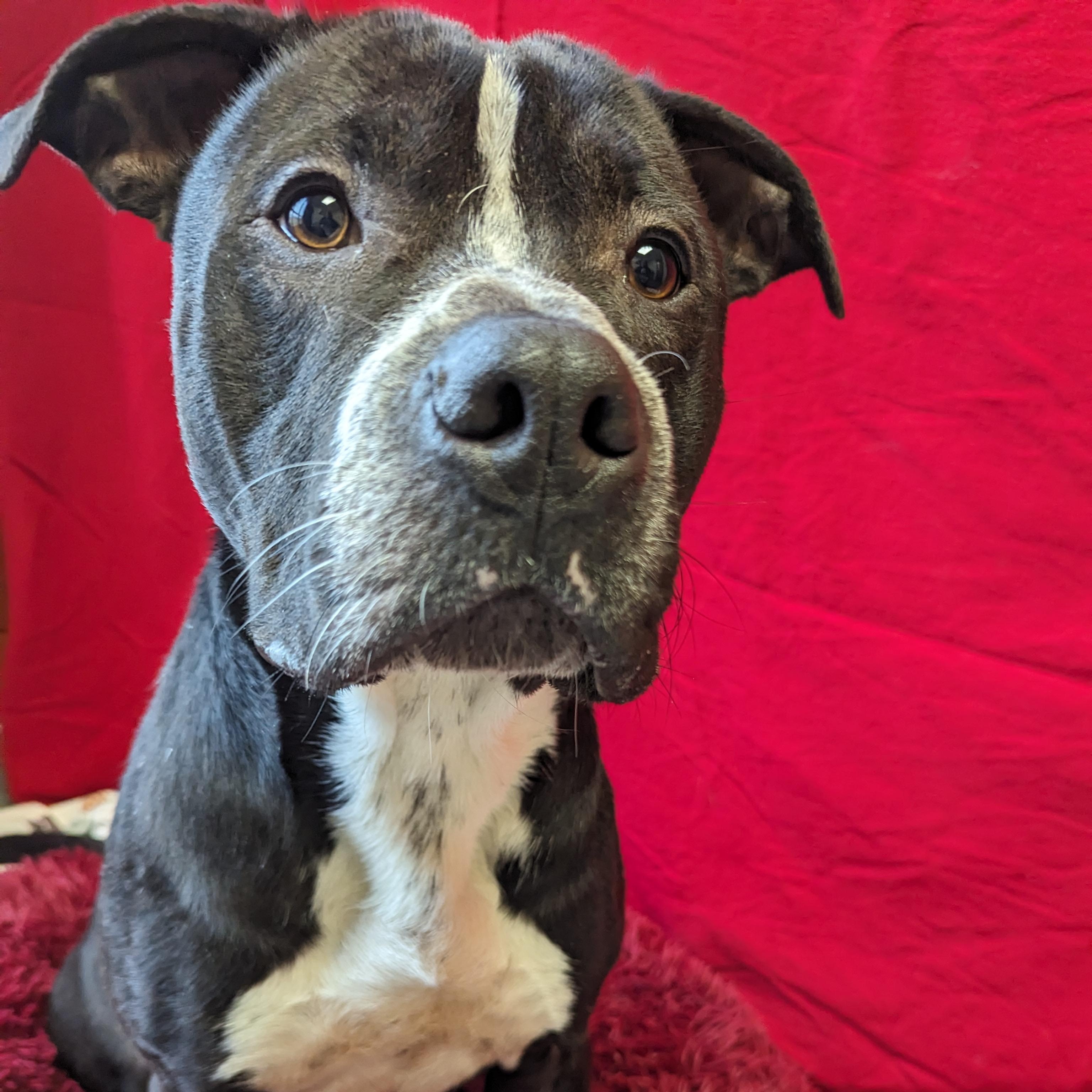 Enlarge Costello , a Adoptable American Staffordshire Terrier in Valparaiso, IN image 4/5