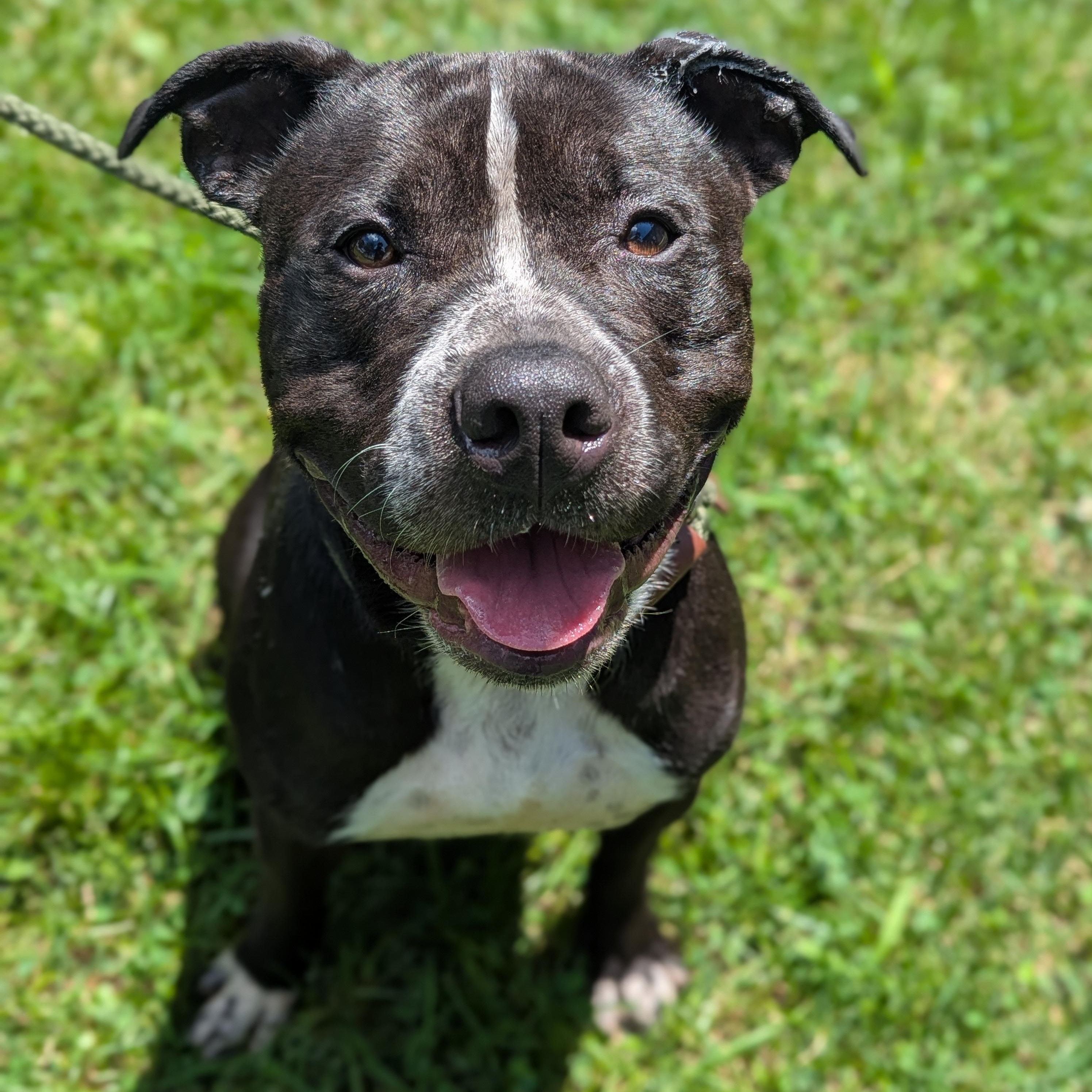 Costello , Adoptable, Adult Male American Staffordshire Terrier.