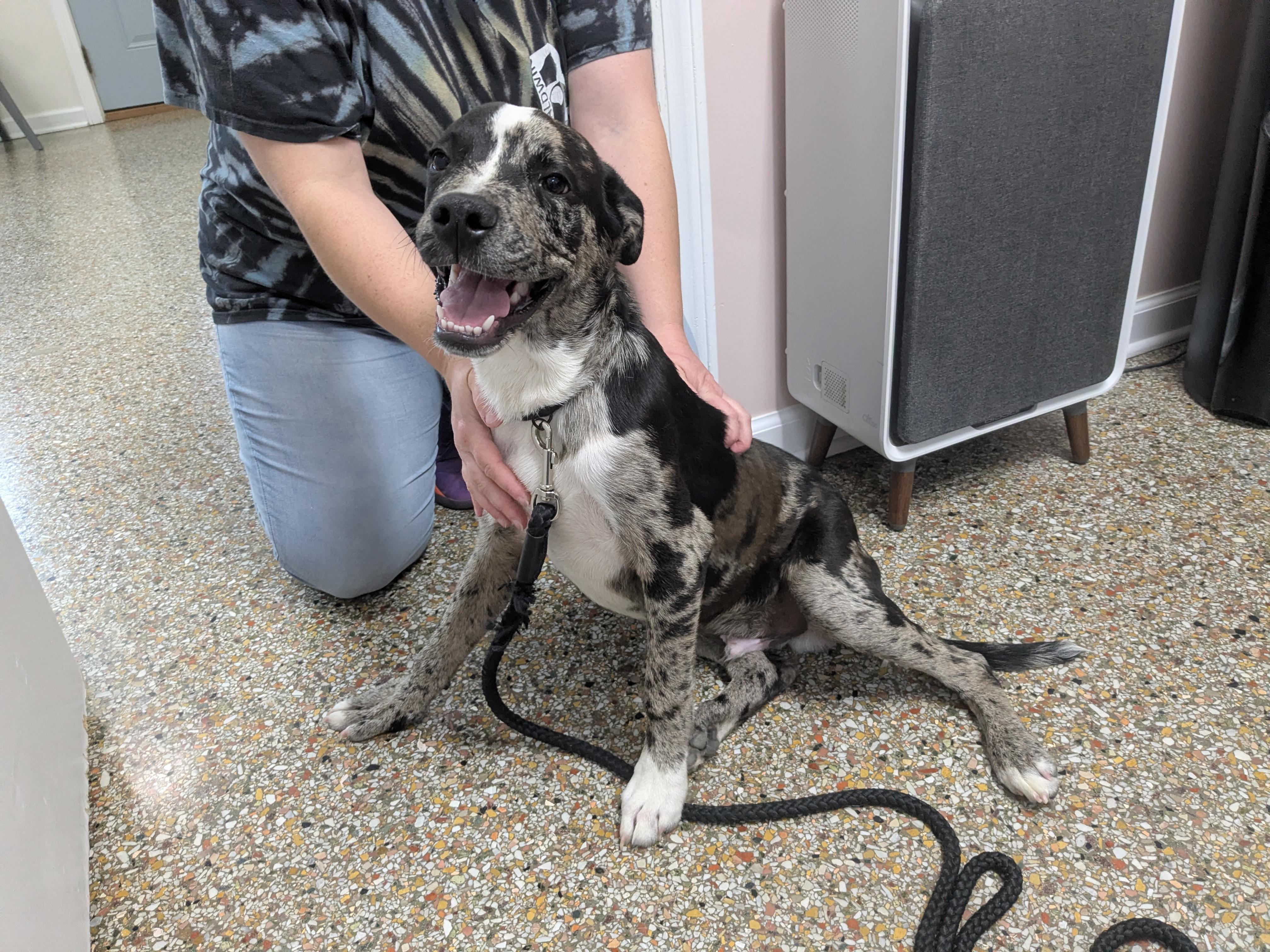 Caspian, ADOPTABLE, Young Male Catahoula Leopard Dog & Cattle Dog.