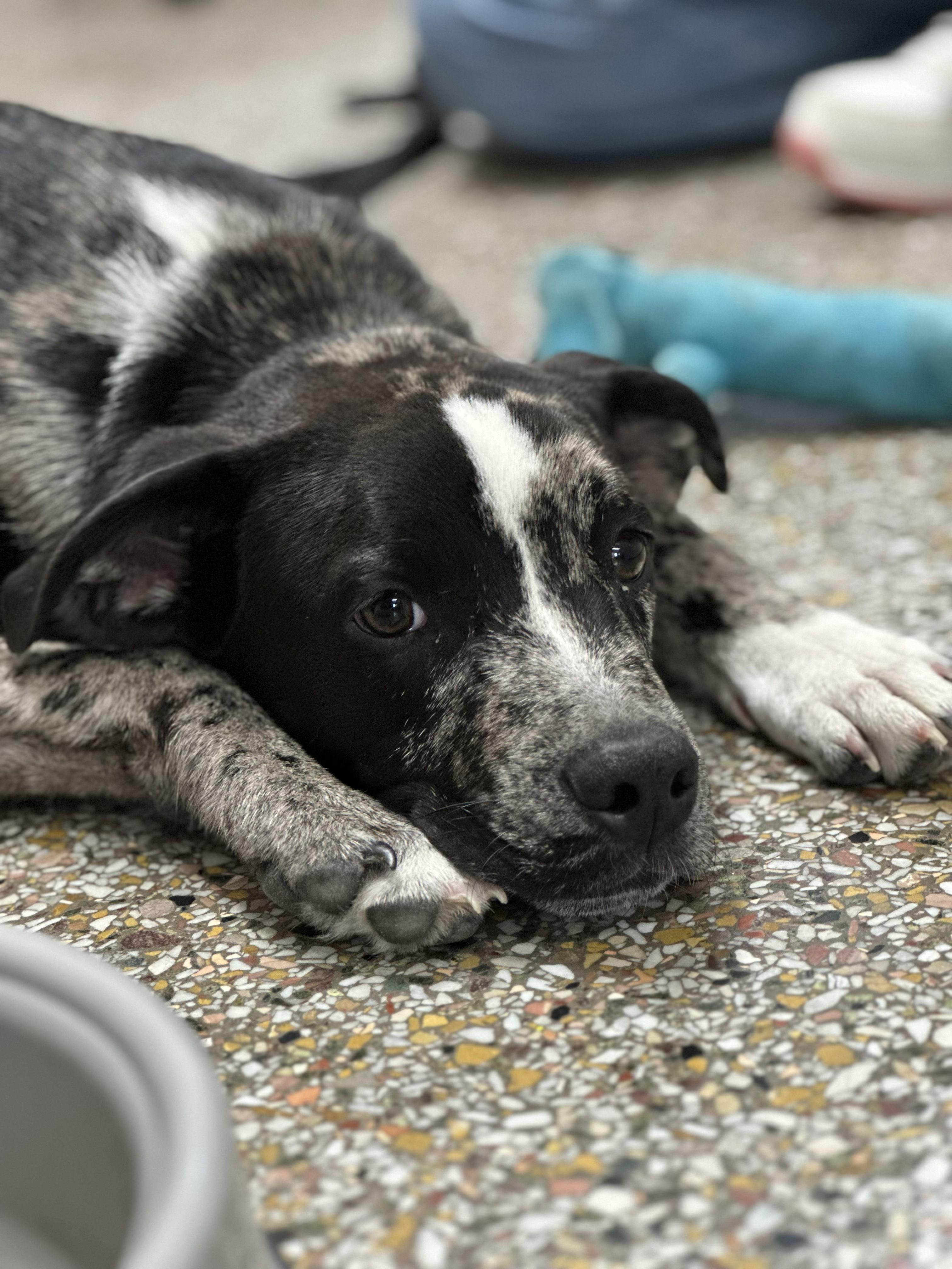 Enlarge Caspian, a ADOPTABLE mixed breed in Fairhope, AL image 2/3