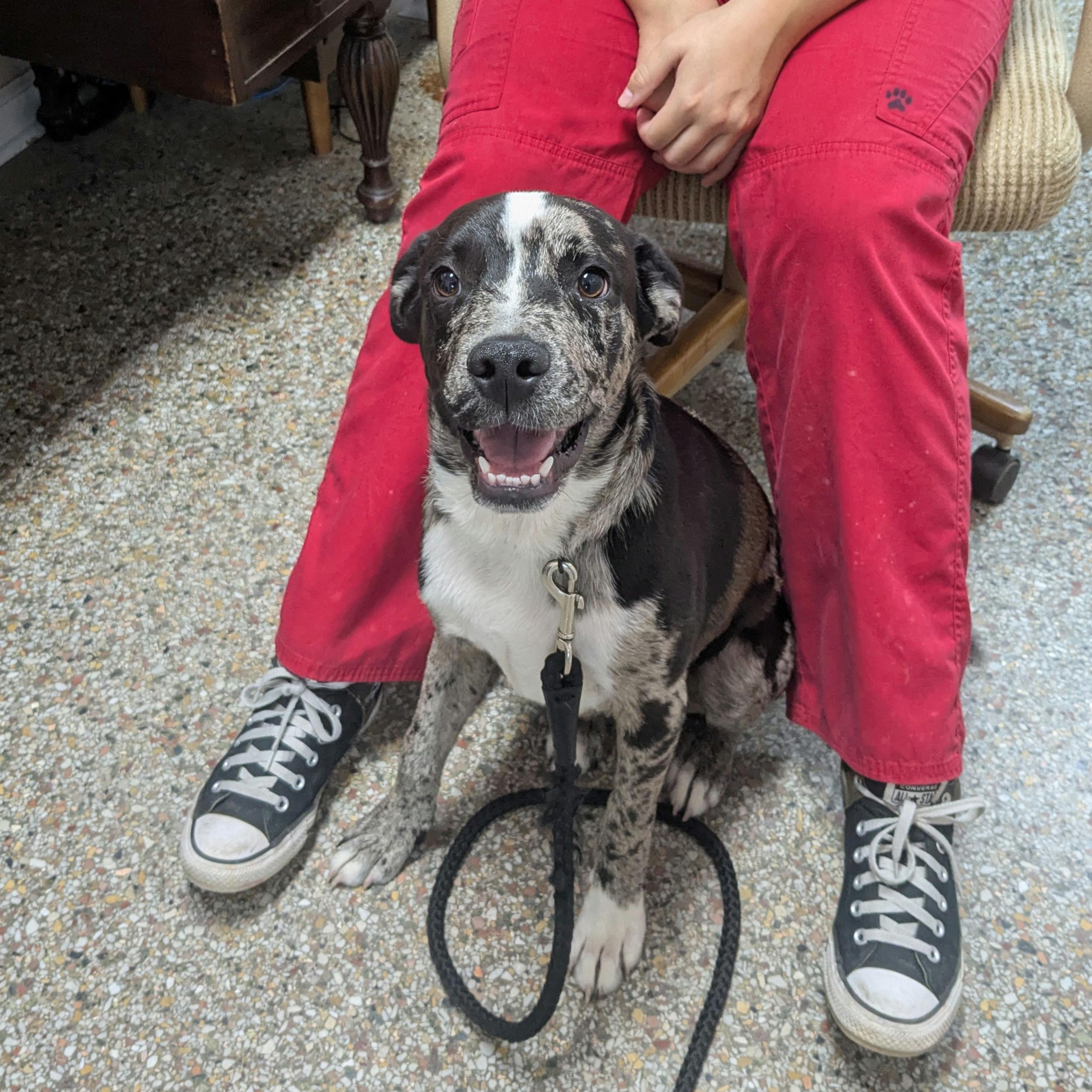 Enlarge Caspian, a ADOPTABLE mixed breed in Fairhope, AL image 3/3