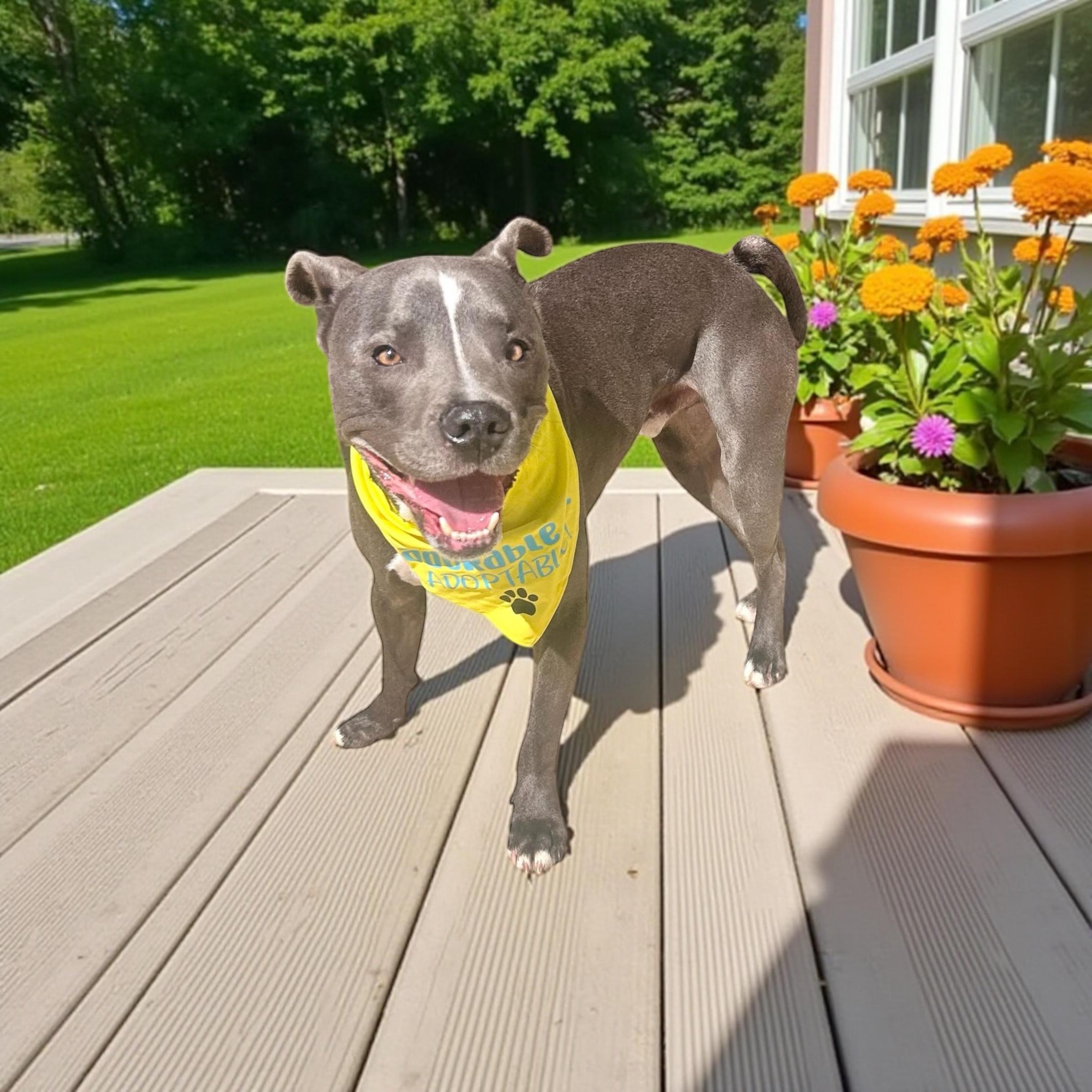 Enlarge Graysen, a Adoptable mixed breed in Kansas City, MO image 5/6