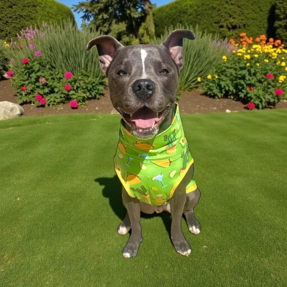 Enlarge Graysen, a Adoptable mixed breed in Kansas City, MO image 2/6