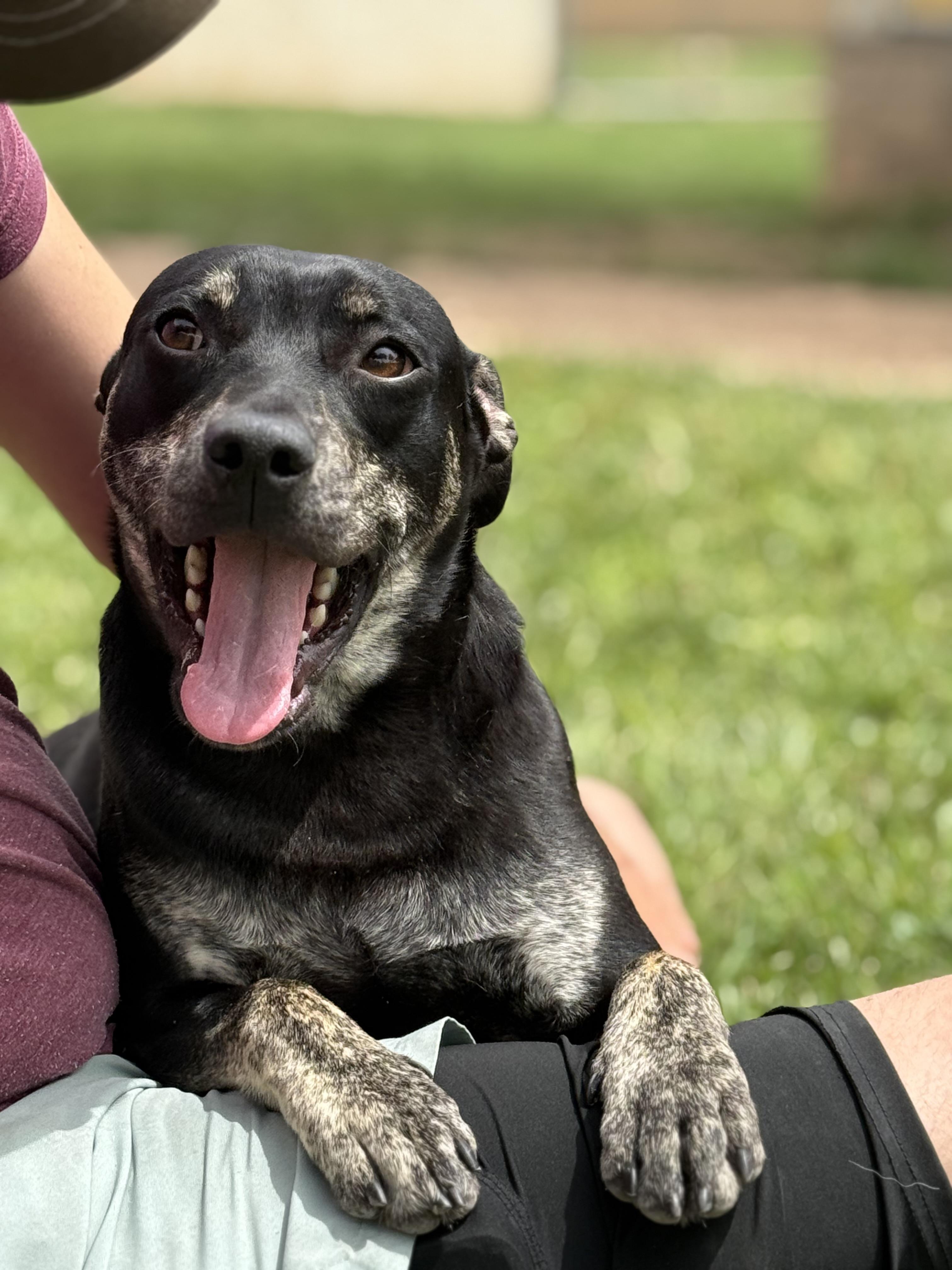 Angus, ADOPTABLE, Young Male Australian Cattle Dog / Blue Heeler.