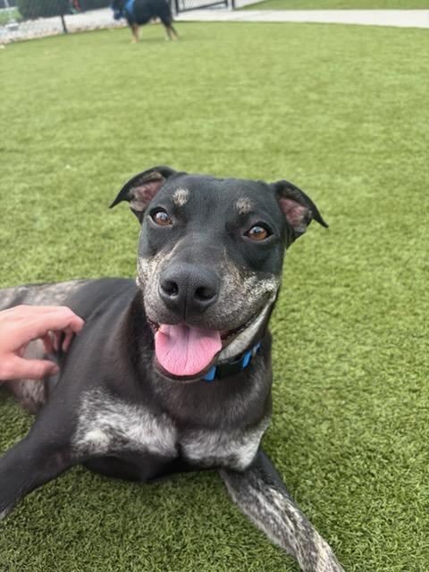 Enlarge Angus, a ADOPTABLE mixed breed in Blue Springs, MO image 3/6