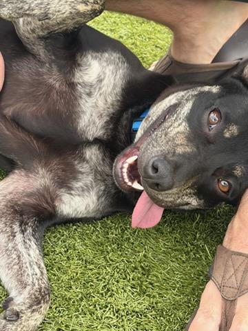 Enlarge Angus, a ADOPTABLE mixed breed in Blue Springs, MO image 2/6
