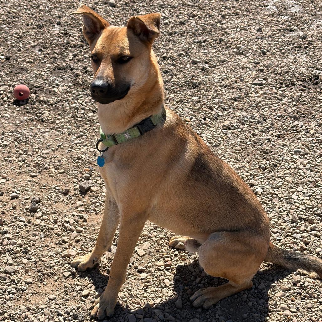 Enlarge Oogie, a Adoptable mixed breed in Show Low, AZ image 1/5