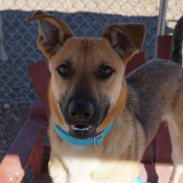Enlarge Oogie, a Adoptable mixed breed in Show Low, AZ image 1/4