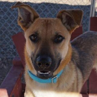 Enlarge Oogie, a Adoptable mixed breed in Show Low, AZ image 2/5