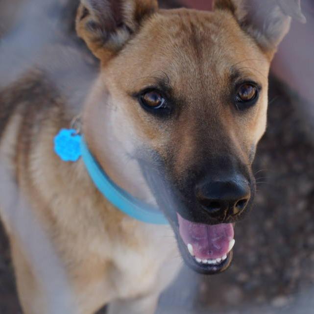 Enlarge Oogie, a Adoptable mixed breed in Show Low, AZ image 2/4