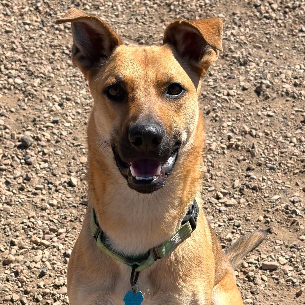 Enlarge Oogie, a Adoptable mixed breed in Show Low, AZ image 4/5