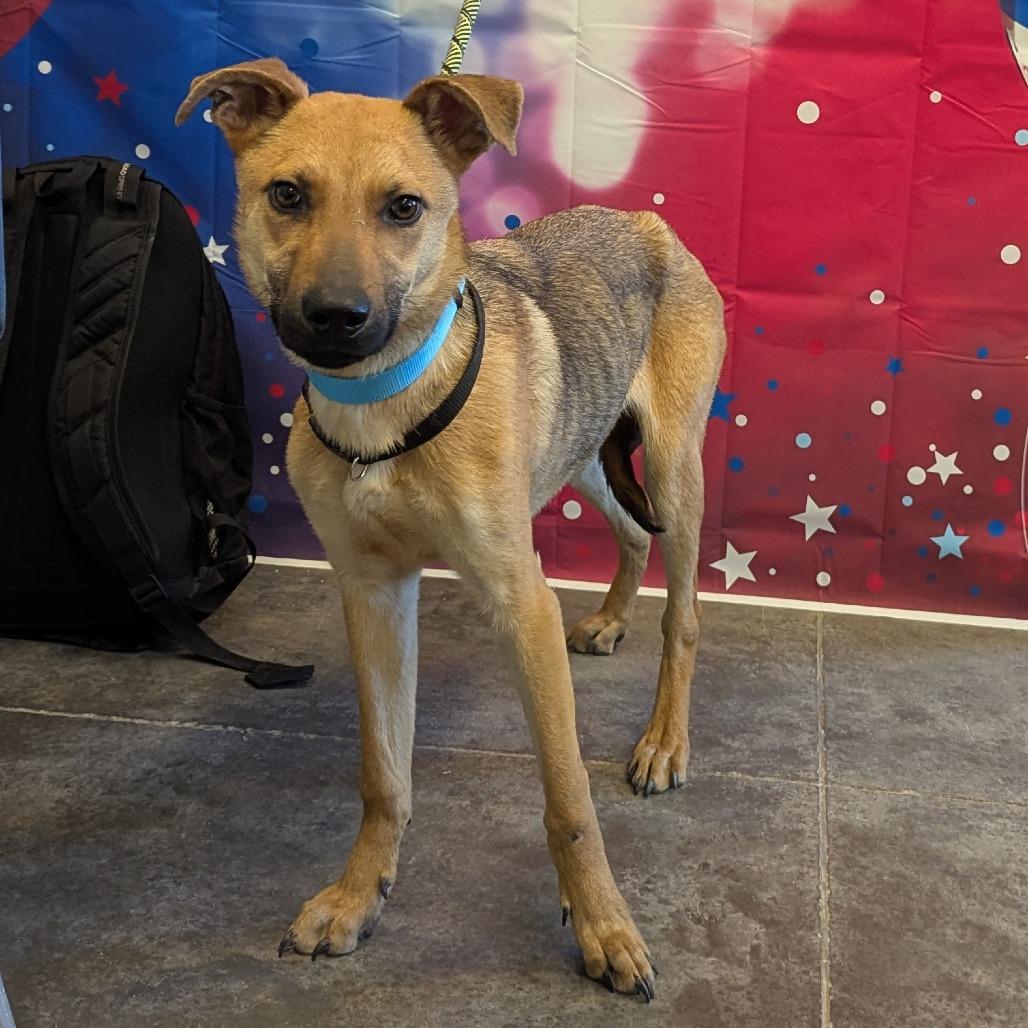 Enlarge Oogie, a Adoptable mixed breed in Show Low, AZ image 3/4