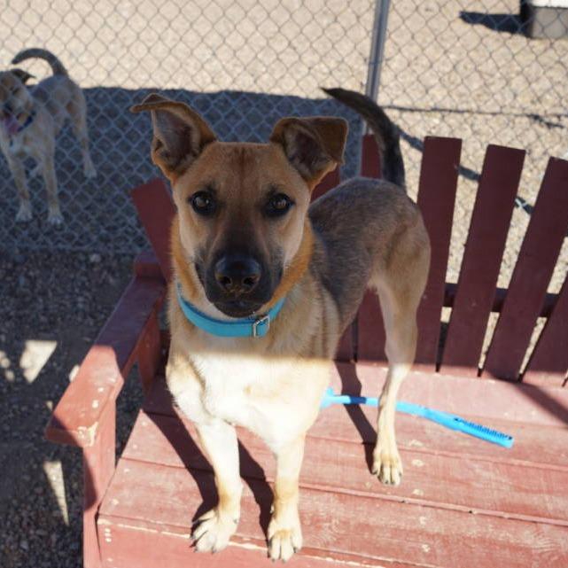 Enlarge Oogie, a Adoptable mixed breed in Show Low, AZ image 4/4
