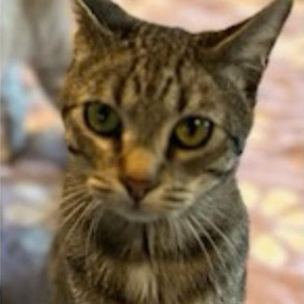 Tate, Adoptable, Young Female Domestic Short Hair.