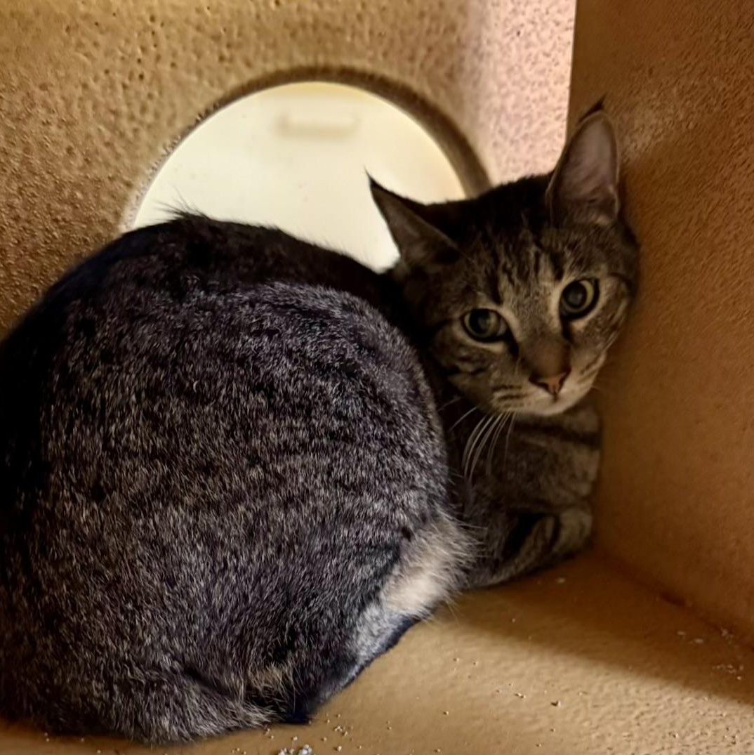 Tate, Adoptable, Young Male Tabby & Domestic Short Hair.